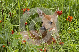 White tailed deer fawn in wildflowers