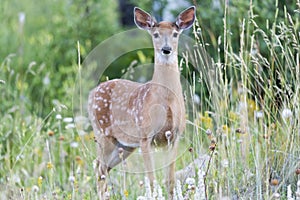 White-Tailed Deer Fawn photo