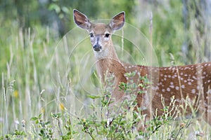 White-Tailed Deer Fawn photo