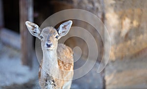 White-tailed deer fawn in zoo