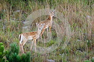 White Tailed Deer Fawns photo