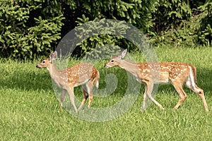 White-tailed deer Fawns in Poughkeepsie, NY