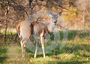 White tailed deer, female doe, standing in grassy field