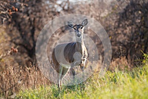 White tailed deer, female doe, standing in tall grass