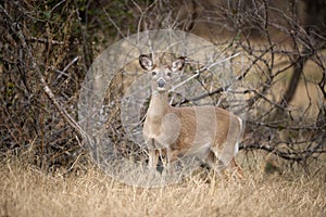 White tailed deer, female doe, standing in tall grass