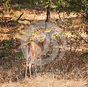 White tailed deer, female doe, in the woods