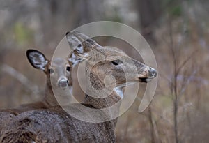 White-tailed deer females grazing in autumn during the rut in Canada