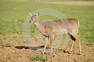 White Tailed Deer in Field