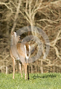 White Tailed Deer in Field