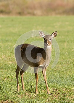 White Tailed Deer in Field