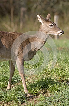 White Tailed Deer in Field