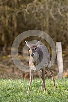 White Tailed Deer in Field