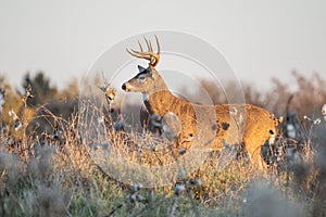 White-tailed Deer in Field on November Afternoon