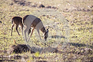 White-Tailed Deer Foraging