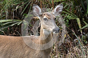 White-tailed Deer foraging in the Okefenokee National Wildlife Refuge, Georgia