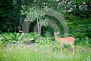 White-Tailed Deer in a Forest