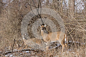 White-tailed deer in a forest.