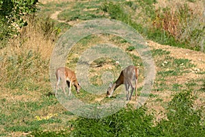 White tailed deer grazing on grass