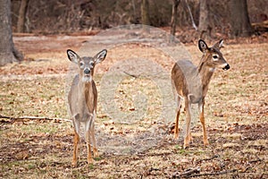 White-tailed Deer Grazing Near Woods