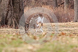 White-tailed Deer Grazing Near Woods