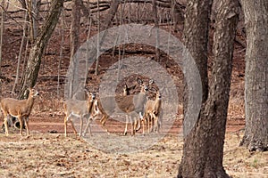 White-tailed Deer Grazing Near Woods