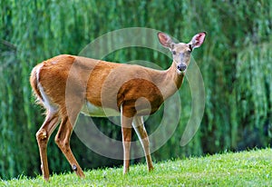 White tailed deer on green background