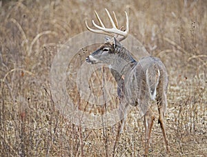 A White Tailed Deer with his back turned, listening.