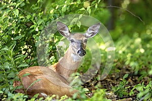 White-tailed deer in the Hudson Valley