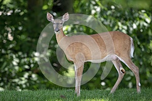 White-tailed deer in the Hudson Valley