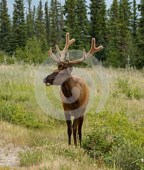 White-tailed Deer in Jasper National Park