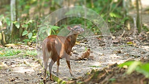 White-tailed deer in the jungle. Common names: Venado cola blanca. photo