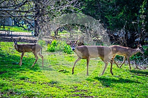 A White-Tailed Deer in Lake Hills, Texas