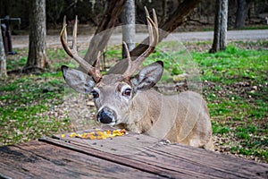 A White-Tailed Deer in Lake Hills, Texas