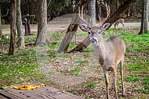 A White-Tailed Deer in Lake Hills, Texas