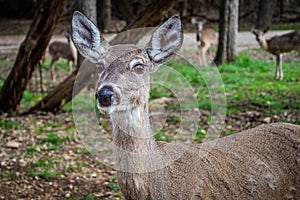 A White-Tailed Deer in Lake Hills, Texas