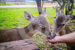 A White-Tailed Deer in Lake Hills, Texas