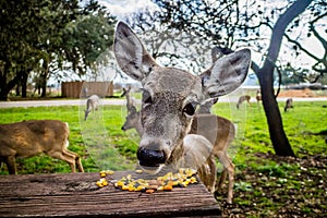 A White-Tailed Deer in Lake Hills, Texas