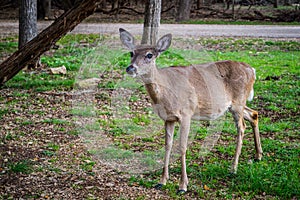 A White-Tailed Deer in Lake Hills, Texas