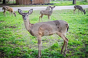 A White-Tailed Deer in Lake Hills, Texas