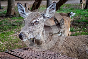 A White-Tailed Deer in Lake Hills, Texas