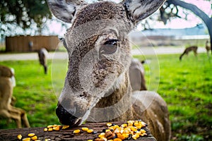 A White-Tailed Deer in Lake Hills, Texas