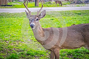 A White-Tailed Deer in Lake Hills, Texas