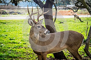 A White-Tailed Deer in Lake Hills, Texas