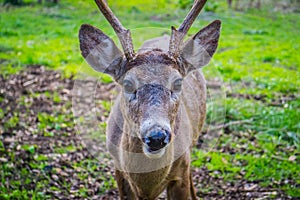 A White-Tailed Deer in Lake Hills, Texas