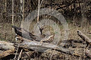 White-tailed deer looking from behind a log.