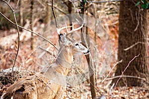 White Tailed Deer male buck outdoors in brush woods