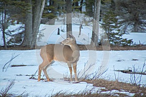 White tailed deer on meadow in winter with snow, looking behind