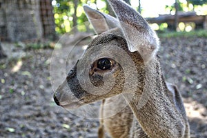 White-tailed deer,Mexican, La Ventanilla Beach, Santa MarÃÂ­a Tonameca, Oaxaca photo