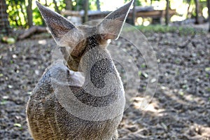 White-tailed deer,Mexican, La Ventanilla Beach, Santa MarÃÂ­a Tonameca, Oaxaca