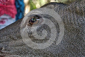White-tailed deer,Mexican, La Ventanilla Beach, Santa MarÃÂ­a Tonameca, Oaxaca